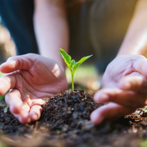 Growing seedling in soil